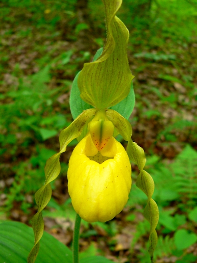 {Cypripedium pubescens}